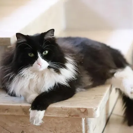 Hotell Susy Rivazzurra Di Rimini