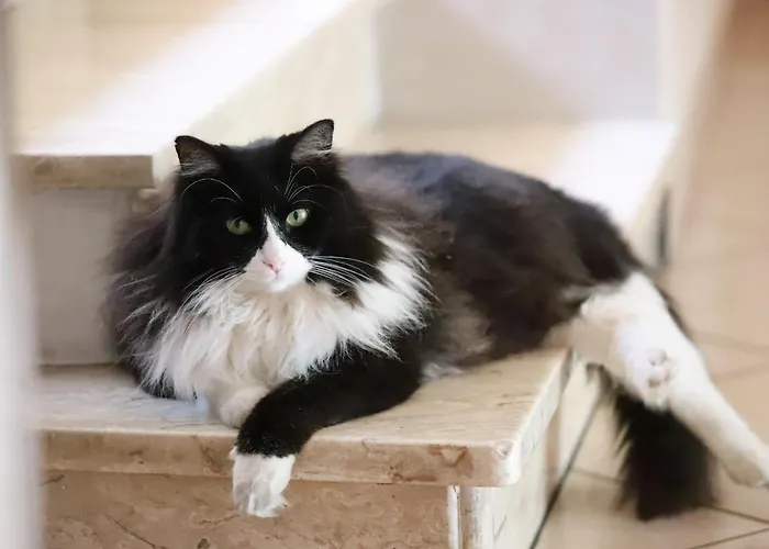 Szálloda Susy Rivazzurra Di Rimini